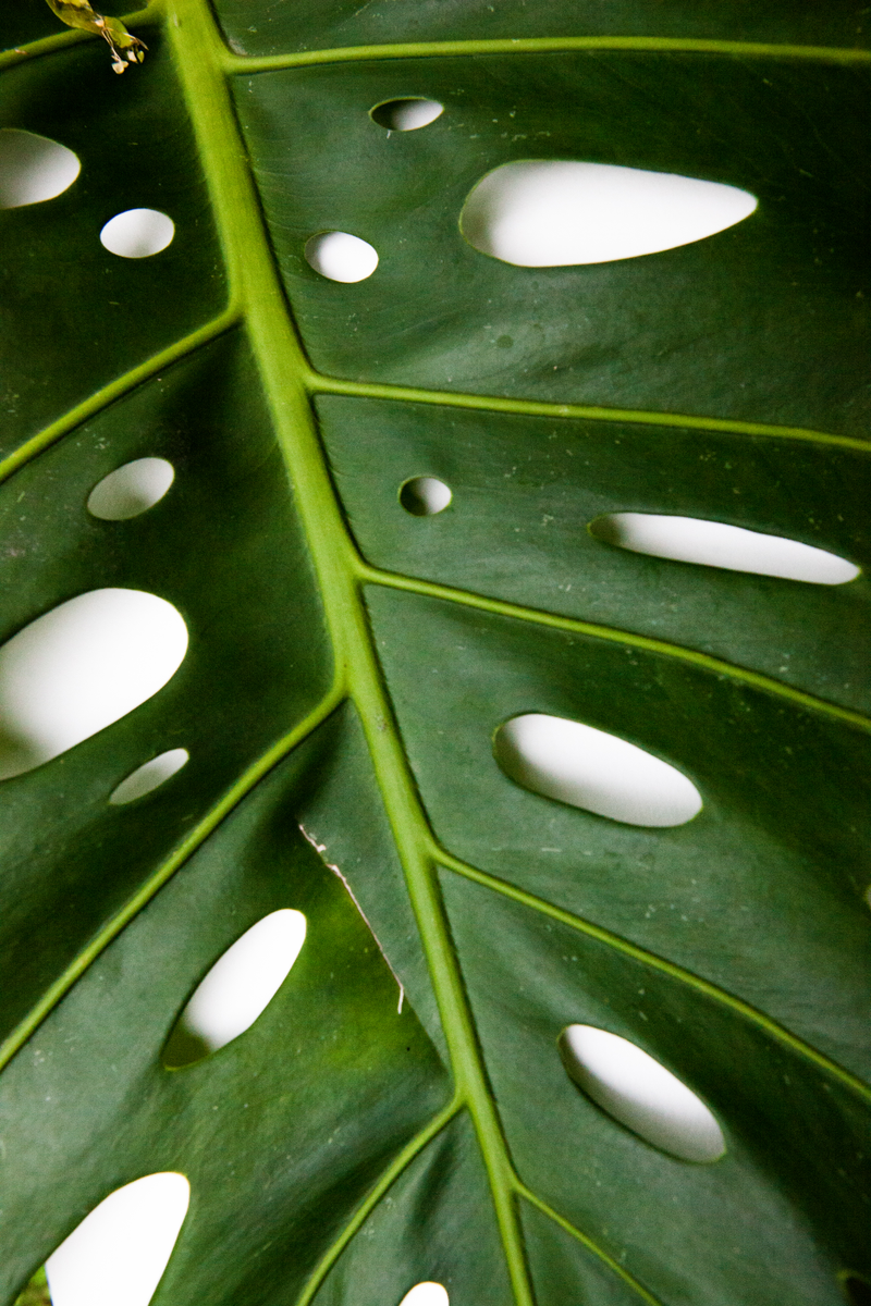 Illustration for article titled TRIGANA : THE PLANTS